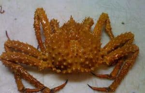 Golden King Crab. Image-A. Olson/ADF&G