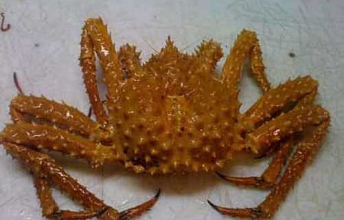 2026/27 Alaska Golden King Crab TAC Announced