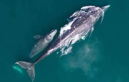 Eastern North Pacific Gray Whales Continue Decline After Downturn During Unusual Mortality Event