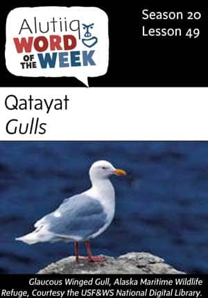 Gulls-Alutiiq Word of the Week-June 3