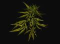 Senate Bill 208 strengthens Alaska’s industrial hemp industry