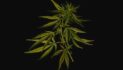 Senate Bill 208 strengthens Alaska’s industrial hemp industry