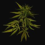 Hemp