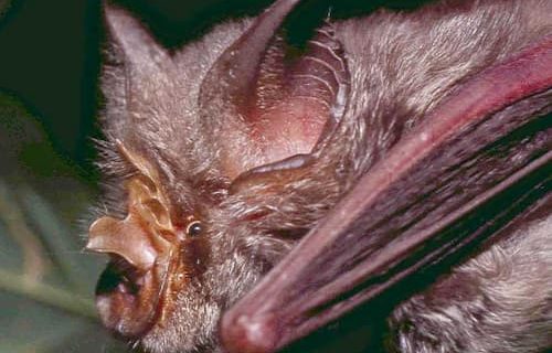 Scientists Chasing Origins of COVID-19 Add Southeast Asia to Search