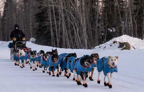Jessie Holmes wins Alaska Air Transit Spirit of Iditarod Award