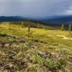 View of the White Mountains from Wickersham Dome