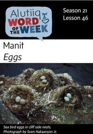Eggs-Alutiiq Word of the Week-May 12th