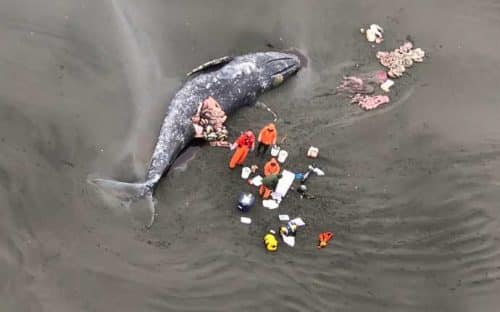 Another Dead Gray Whale Discovered, This Time Near Cordova