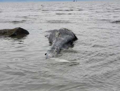 Young Gray Whale Found Dead at Clam Gulch