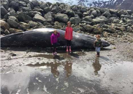 NOAA Confirms Fifth Dead Gray Whale in Alaska