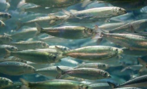 Young Herring ‘Go With the Older Fish’ a Key Finding in Ocean Modeling Forum’s Efforts