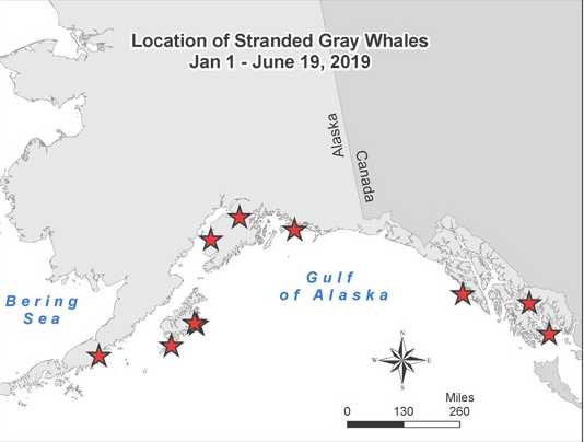 Another Three Gray Whales are Found Dead, Bringing the Total in Alaska to Ten