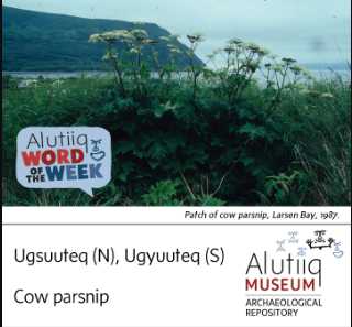Cow Parsnip-Alutiiq Word of the Week-June 30th