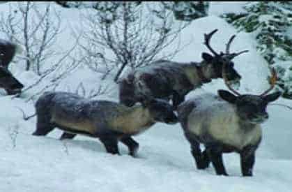 Lawsuit Filed to Protect Dwindling Numbers of Mountain Caribou