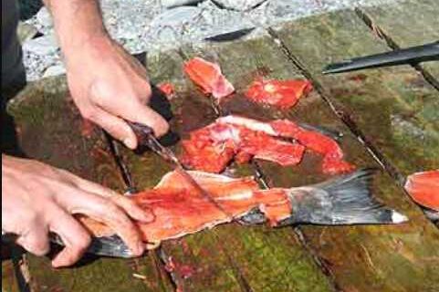 Illegally Dumped Fish Waste Can Draw Bears, Fines for Violators