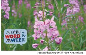 Fireweed-Alutiiq Word of the Week-August 4th