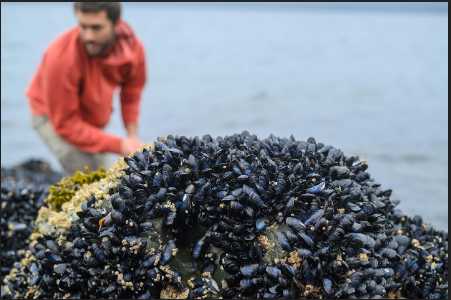 UAS Researchers Investigating Harmful Algal Blooms in Southeast Alaska