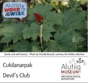 Devil’s Club-Alutiiq Museum-August 18th