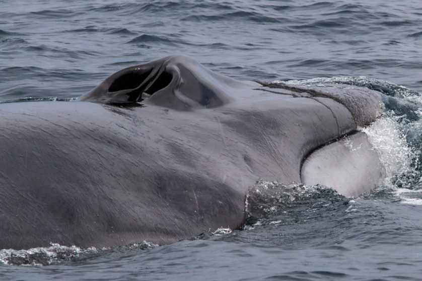How Long Does a Whale Feed? New Data Gives Insight Into Blue and Fin Whale Behavior