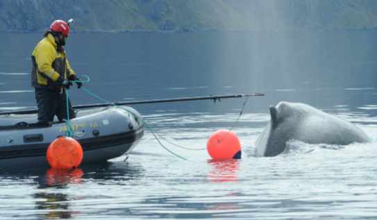New Online Course for Spotting and Reporting Entangled Whales in Alaska Waters