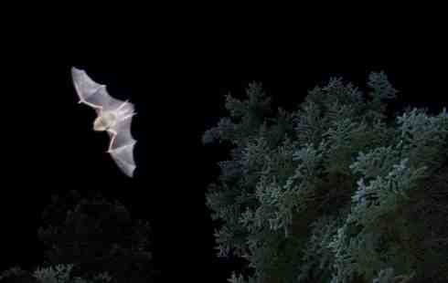 Little Brown Bats Remain a Northern Mystery