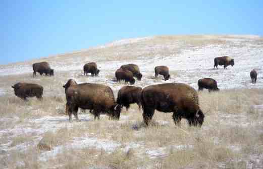 Young, Haaland, and Cole Introduce Legislation to Restore Buffalo on Tribal Lands