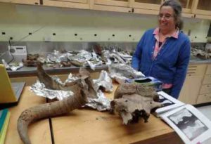 Pam Groves of the University of Alaska Fairbanks looks at bones of ancient creatures she has gathered over the years from northern rivers. The remains here include muskox, steppe bison and mammoth. Photo by Ned Rozell