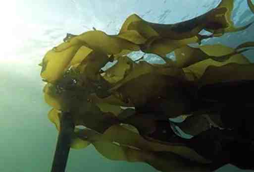 Looking to Start a Seaweed Farm in Alaska?