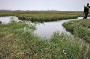 The types of plants that grow on Arctic tundra is shifting due to climate change, which affects the amount of carbon being released into the atmosphere. Anna Liljedahl photo