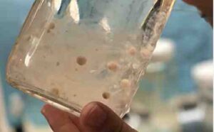 Scientists measured microplastics found in salps, pictured here. Credit: Scripps Institution of Oceanography
