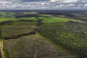 Secondary forests are increasingly fragmented, and isolated from remaining primary forests. Image-Marizilda Cruppe/Rede Amazônia Sustentável