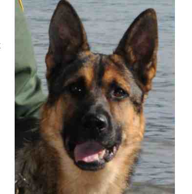 Border Patrol Agent Suffers Injuries Due to Vehicle Accident; K-9 Partner Killed
