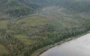 The grey "ghost" trees visible in this aerial image of Kupreanof Island are dead yellow-cedar stands. Photo: Allison Bidlack
