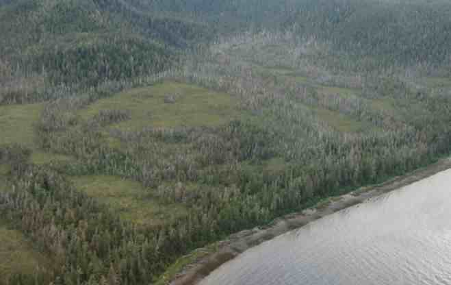 Dead Trees Could Bring New Life to Southeast Alaska Lumber Mills