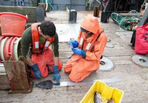 Fishery observers Sean Sullivan and Virginia Taggert measure and record the size of fish. Image-NOAA Fisheries