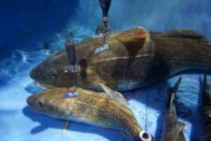 Tagged cod in a holding tank, waiting for release. Tagged cod ranged in size from 65 cm to 104 cm.