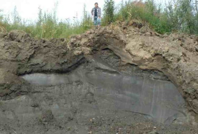 An ice-rich section of permafrost near Fairbanks. Near surface Permafrost Zones like these are more at risk of thaw. Image-Igor Semiletov