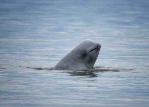 NOAA Releases New Abundance Estimate for Endangered Cook Inlet Beluga Whales