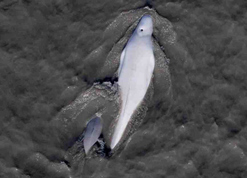 First Long Term Acoustic Study Tunes Into Cook Inlet Beluga Whale Foraging Ecology