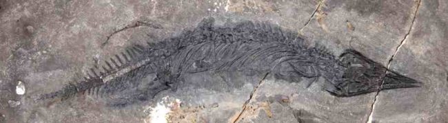 Photo courtesy of University of Alaska Museum of the North This fossil of Gunakadeit joseeae was found in Southeast Alaska. About two thirds of the tail had already eroded away when the fossil was discovered.