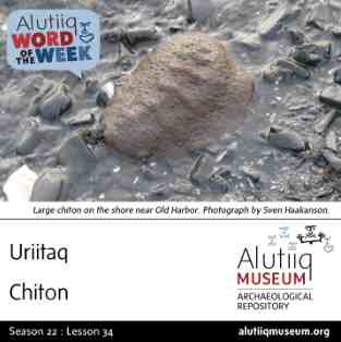 Chiton-Alutiiq Word of the Week-February 16th