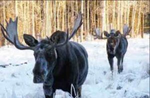 Two moose in snow. Image-ADF&G