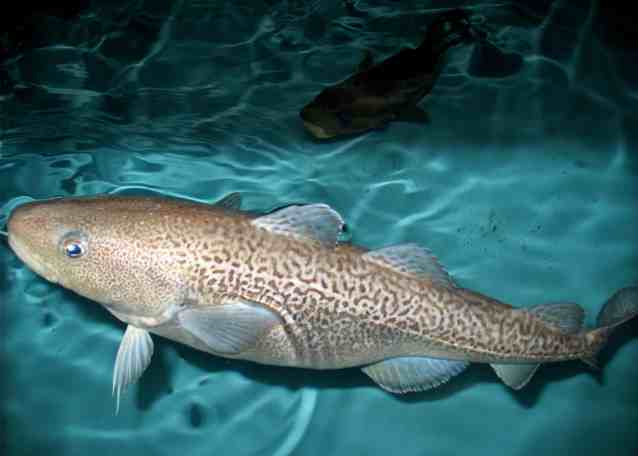 New Study Shows Pacific Cod Eggs are Highly Vulnerable to Changes in Bottom Temperature