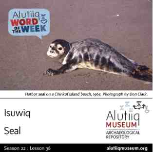 Seal-Alutiiq Word of the Week-March 2nd
