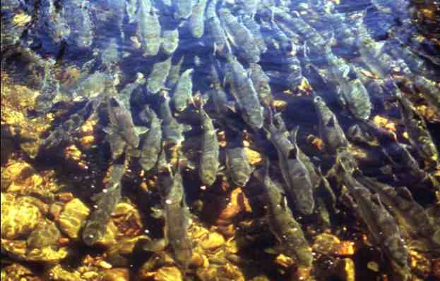 Melting Glaciers Will Challenge Some Salmon Populations and Benefit Others