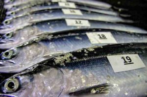 Sockeye salmon juveniles. Photo: NOAA Fisheries