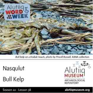 Bull Kelp-Alutiiq Word of the Week-March 16th