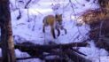 Time capsule: The secret life of a red fox family