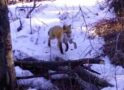 Time capsule: The secret life of a red fox family