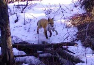 A male Red Fox returns to the den with a Shoeshoe Hare. Photo-Ned Rozell